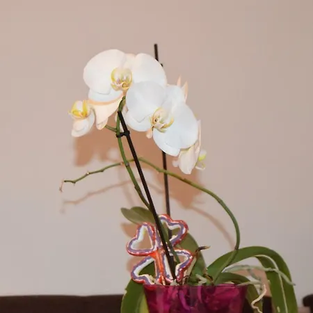 St's Martin Church * Braşov