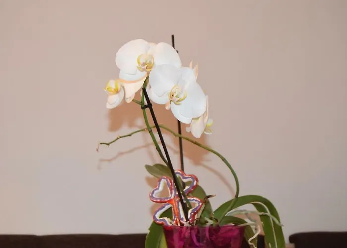 St's Martin Church * Brasov